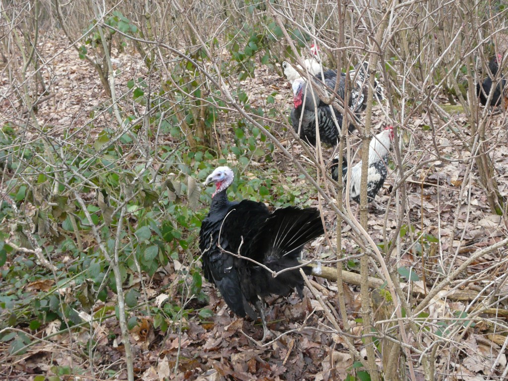 Rontalon, 01-02-09, 12-18.jpg